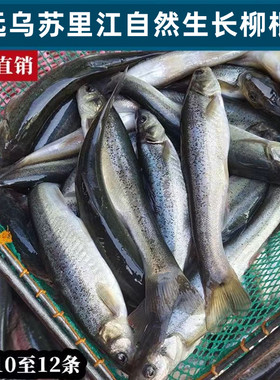 柳根鱼东北新鲜小杂鱼