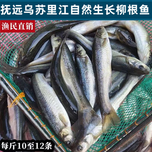 柳根鱼东北土特产天然冷水柳根子河鱼鲜活速冻新鲜食用淡水小杂鱼