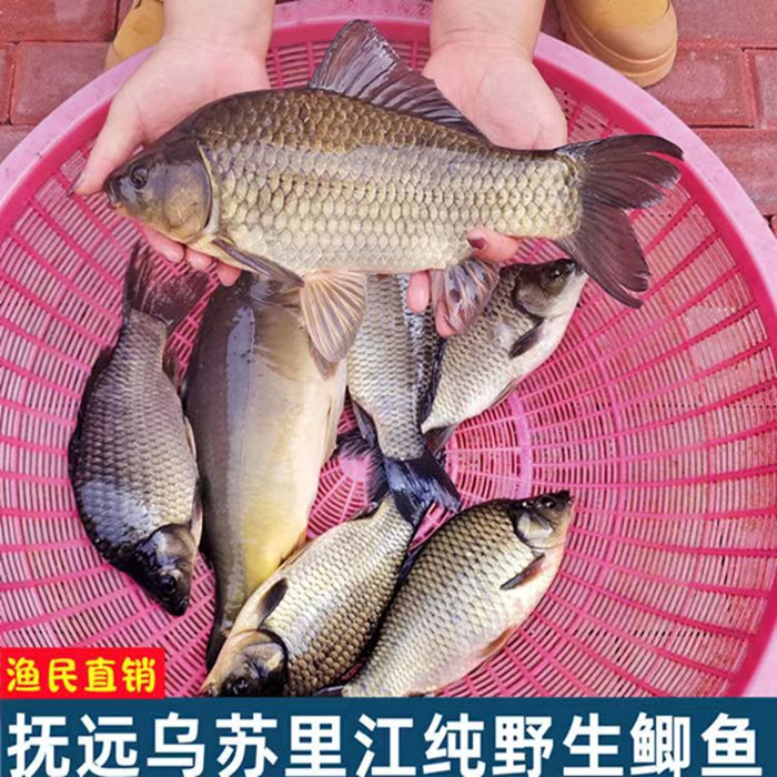 鲫鱼淡水鱼鲜活新鲜大鲫瓜子