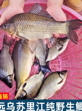 鲫鱼淡水鱼鲜活新鲜大鲫瓜子