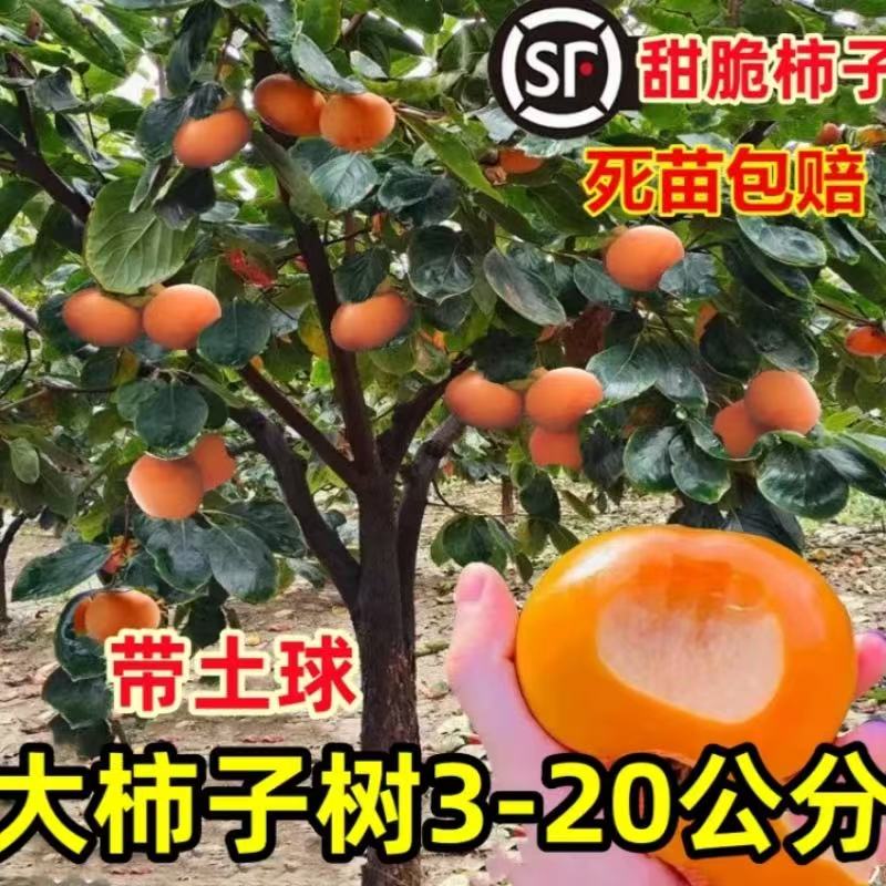 甜脆柿子树软火晶柿子苗树嫁接