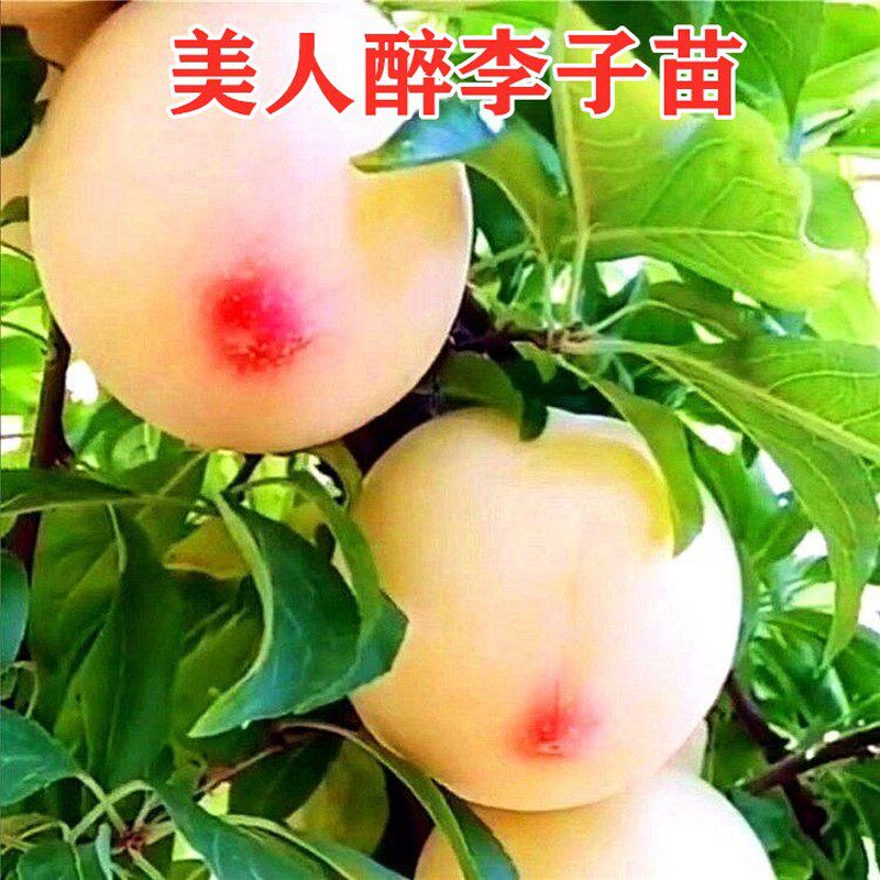 特大果晚熟脆甜李子树苗嫁接李子