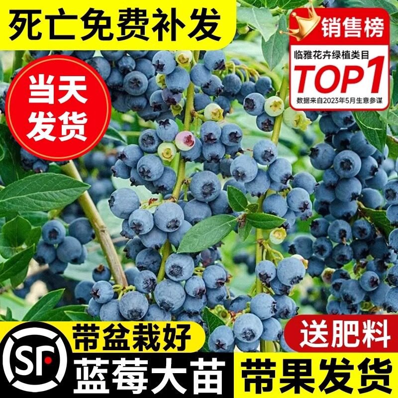蓝莓树果苗南方北方种植盆栽