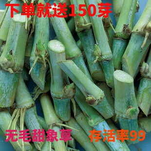 红象草甜象草3号种节多年生四季高产皇竹草巨菌草耐寒无毛牧草