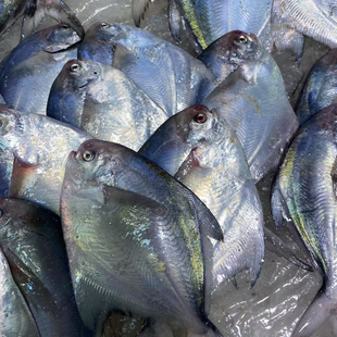 海哥推荐3包3斤15条舟山银鲳鱼大白鲳鱼，1包5条500克，新鲜发货