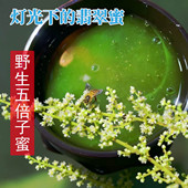 中草药花植物蜂蜜野生纯正五倍子天然食用原蜜农家自产土蜂蜜500g