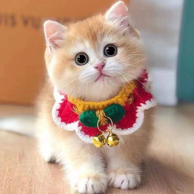 纯种英短金渐层猫咪赛级ny12色蓝金渐层幼猫长毛宠物猫幼崽活体猫