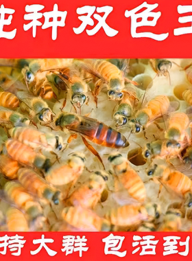 广东纯种金色蜂王种王活体金黄色双色红背蜜蜂笼蜂四色中蜂蜂群