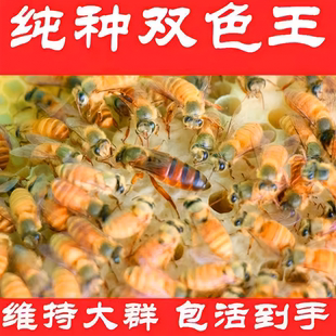 广东纯种金色蜂王种王活体金黄色双色红背蜜蜂笼蜂四色中蜂蜂群