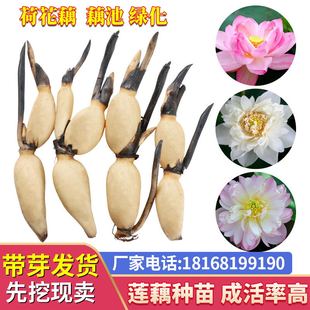 盆栽荷花种根苗 荷花莲藕苗莲花苗 莲藕种苗 大型观赏荷花种藕苗
