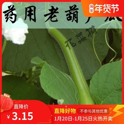 菜瓜花菜树葫芦食用非转基因