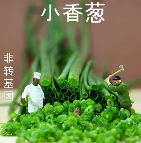 小香葱种子青菜种大全易发芽四季春夏秋冬室内盆栽田园蔬菜种子籽