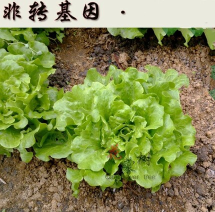 春秋播非转基因蔬菜种籽绿生菜油菜大葱紫叶生菜小香葱籽四季阳台