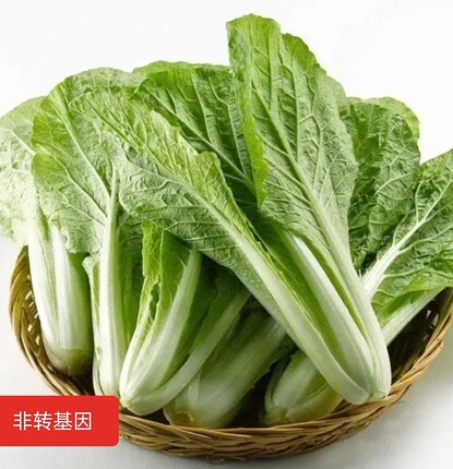 速生小白菜种子四季易播种青菜籽阳台小白菜种子庭院盆栽蔬菜种子