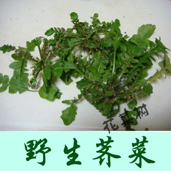 四季播小青菜野生曲麻菜荠菜马齿笕蒲公英苋菜阳台盆栽野生青菜籽