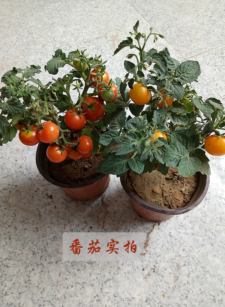 矮生盆栽小番茄种子四季阳台黑红黄樱桃番茄种子四季种蔬菜水果种