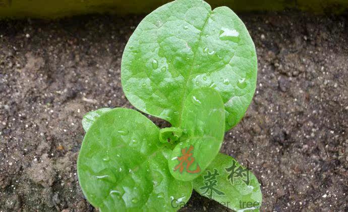 大叶木耳菜种子耐高温耐湿阳台盆栽高钙易种蔬菜种籽爬藤豆腐菜子