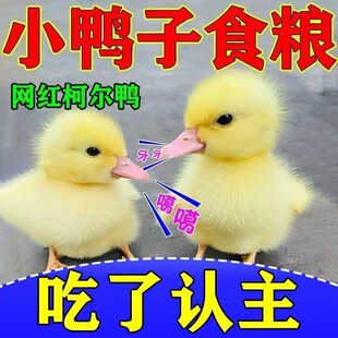 吃了认主柯尔鸭专业营养粮可达鸭正宗小宠物鸭粮小黄鸭粮