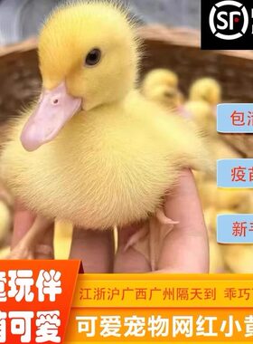 网红柯尔鸭可爱达人宠物陪伴儿童