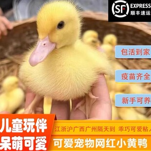 网红学生版小黄鸭幼体可爱达人宠物幼宠陪伴儿童陪伴伙伴
