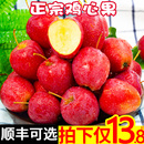 正宗东北鸡心果5锦绣海棠果特产沙果小苹果水果新鲜整箱当季 包邮