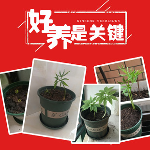 人参苗盆栽地栽长白山新鲜人参种子活苗带土室内外盆景耐寒发芽