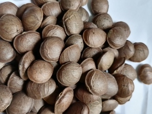 初级农产品印加果种子油藤 美藤果 印加果 印奇果 印加花生种籽