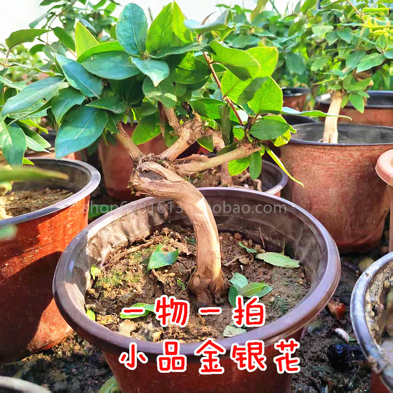 一物一拍五彩红金银花盆栽树苗盆景小品素材爬藤绿植花卉耐寒好养