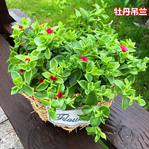 牡丹吊兰阳台四季开花植物