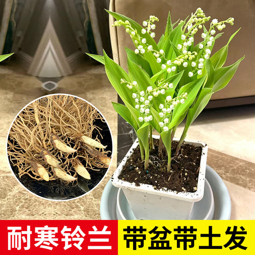 20棵浓香铃兰花盆栽带芽球根种球四季栽室内阳台耐寒易活花卉