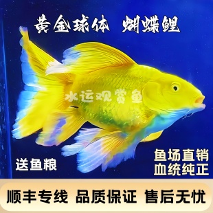 蝴蝶鲤观赏鱼冷水鱼黄金蝴蝶鲤好养耐活纯种短身球体贵妃大尾鳍
