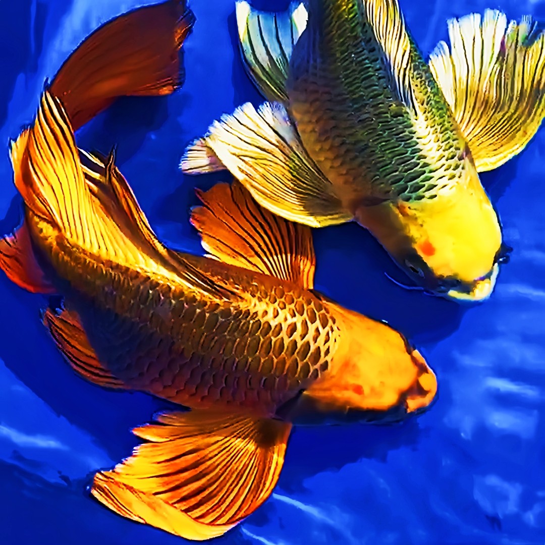蝴蝶鲤观赏鱼熊猫蝴蝶鲤古铜黄金蝴蝶鲤锦鲤大尾巴冷水鱼招财鱼