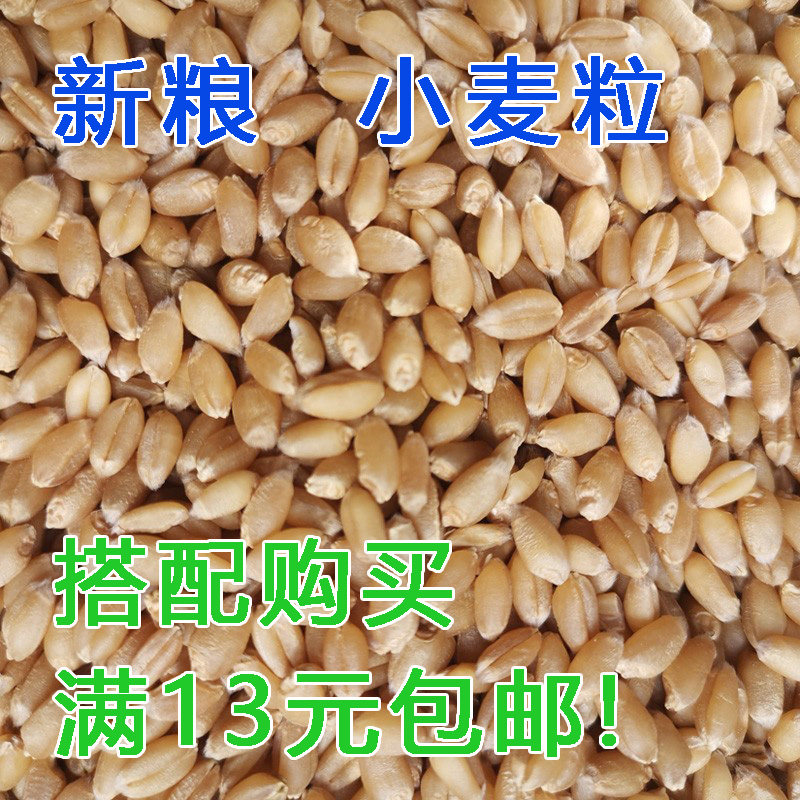 带皮小麦粒食用磨面药引麦芽糖发芽苗草鹦鹉鸽粮鸡鸭猫草钓鱼榨汁