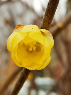 鄢陵腊梅嫁接浓香型花期带花苞包对版 需要哪个品种或备注