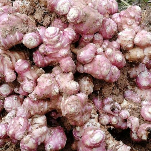 红皮洋姜鬼子姜不辣野生红果皮紫皮菊芋