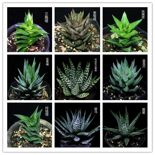 好养十二卷净化空气美观多肉植物