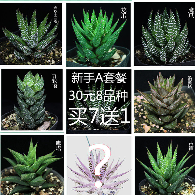 多肉植物十二卷新手a30元百合科
