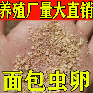 黄粉虫卵面包虫虫卵优质种虫卵、种虫、面包虫虫卵【包邮】包技术