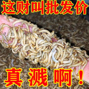 面包虫活体黄粉虫活虫鹦鹉鱼乌龟金龙鱼画眉鸟石蛙饲料引种包邮