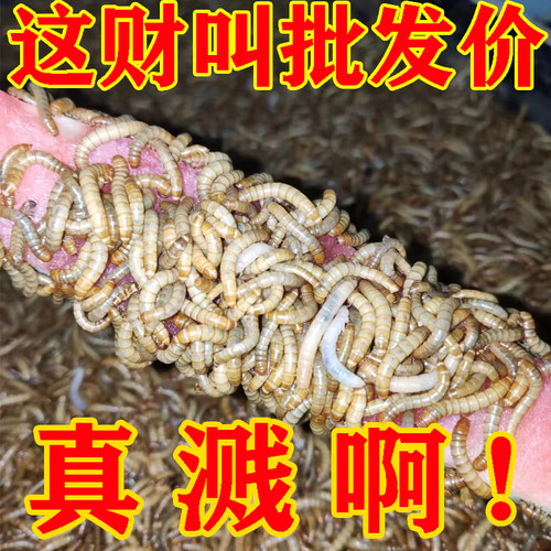 面包虫活体黄粉虫活虫鹦鹉鱼乌龟金龙鱼画眉鸟石蛙饲料引种包邮