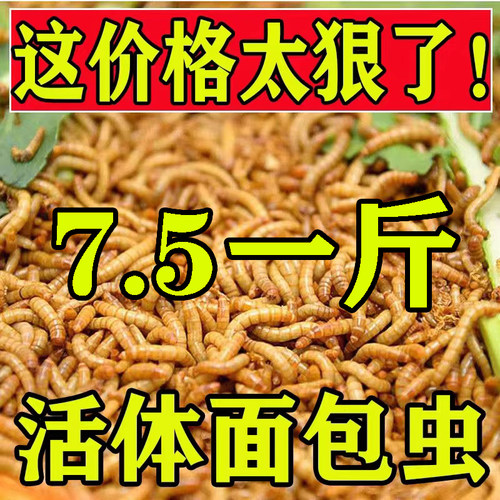 面包虫活虫钓鱼养芦丁鸡大蜥蜴蝎子八哥龙鱼牛蛙乌龟仓鼠粮食 - 封面
