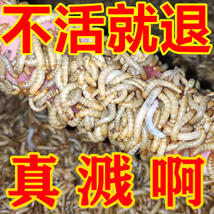面包虫活体黄粉虫活虫鹦鹉鱼乌龟金龙鱼画眉鸟石蛙饲料引种包邮