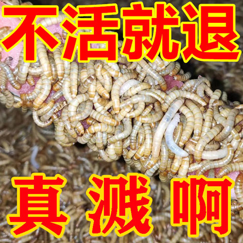 面包虫石蛙鑫鑫宠品便宜
