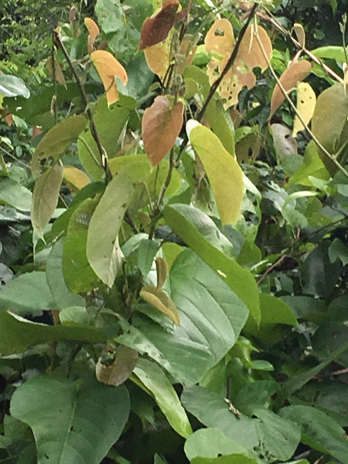 野生新鲜 刺果藤 大胶藤 牛蹄麻 义龙山特产现采中草药一斤包邮