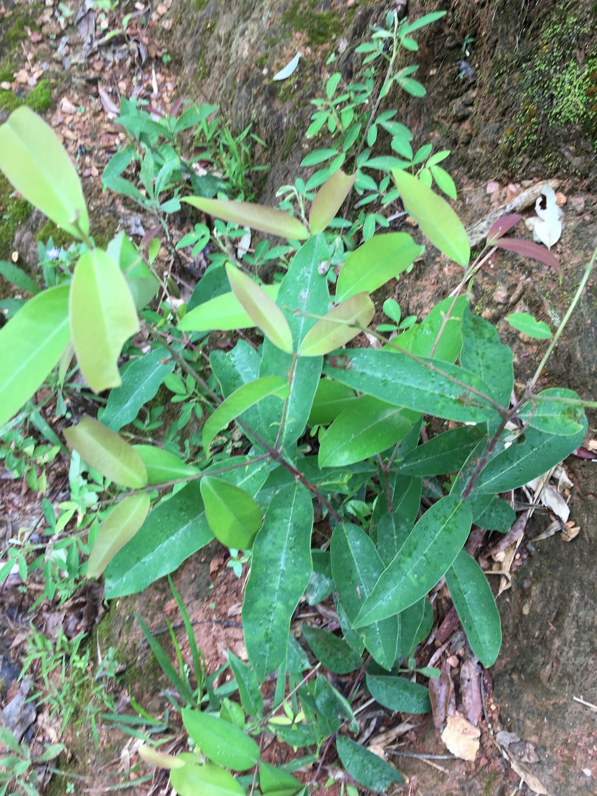 生新鲜黄牛木 黄牛茶雀笼木 黄芽木九芽木鹧鸪木叶皮根一斤包邮
