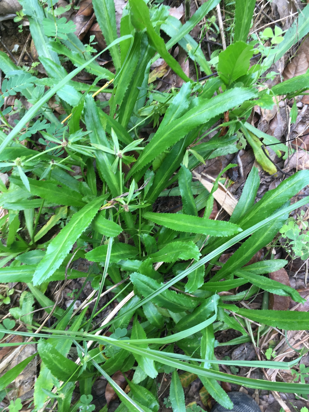 刺芫茜假芫荽节节花野香草 假香荽缅芫荽香菜 泰国刺芫茜刺芹包邮