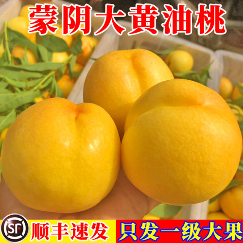 现摘现发黄油桃顺丰包邮