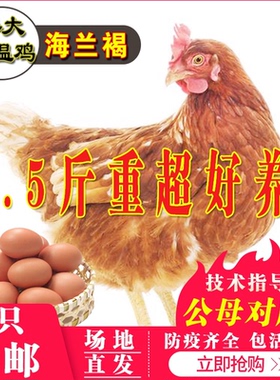 小鸡活苗一斤半重海兰褐鸡活苗蛋鸡活苗半大青年鸡苗下蛋鸡母鸡苗