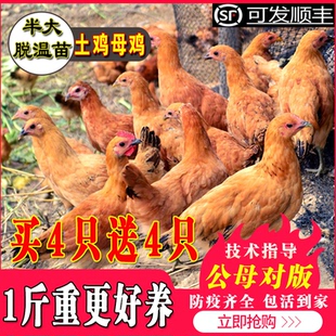 鸡活苗土鸡活苗柴鸡草鸡活小鸡产蛋王鸡苗下蛋鸡鸡活苗脱温苗包邮