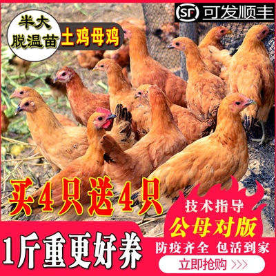 纯种土鸡苗小鸡活苗蛋鸡活苗包邮